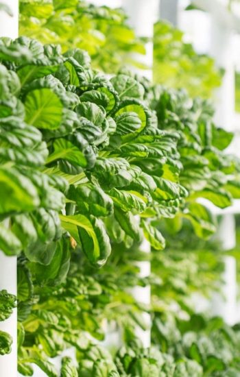 smart-grow-farms11