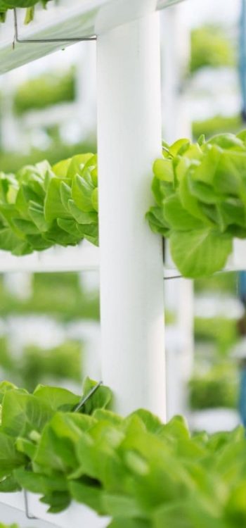 smart-grow-farms12