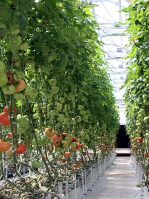 smart-grow-farms72